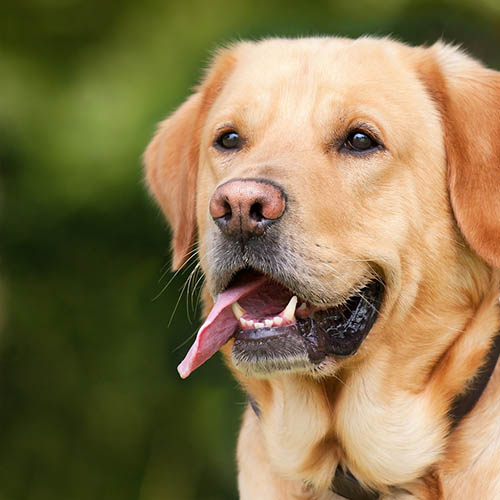  un chiot soin pharmacie du Moustier