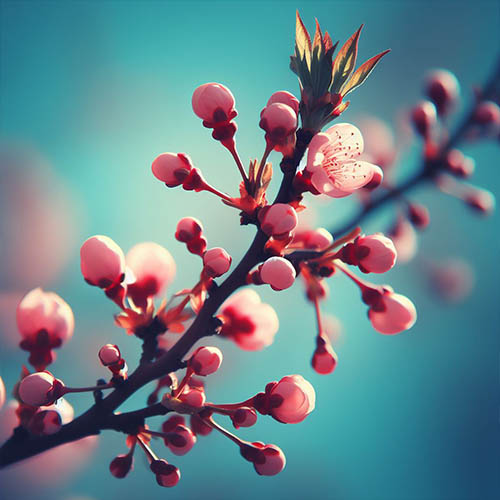 Gemmothérapie herboristerie Vaux le Pénil